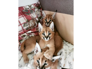 Caracal and caracat kittens