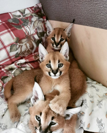 caracal-and-caracat-kittens-big-0