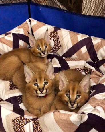 caracal-and-caracat-kittens-big-3